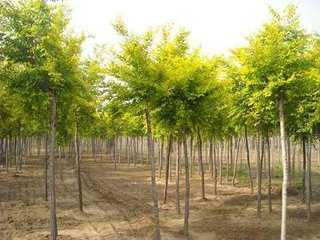 山東地區(qū)適宜種植的經(jīng)濟(jì)樹(shù)木及其種植要點(diǎn)