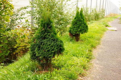 紅豆杉 珍稀植物的美麗與價(jià)值