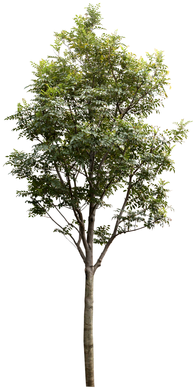 樹木 自然的守護者