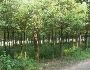 蕪湖苗木產(chǎn)業(yè)名片 香樟與廣玉蘭的市場(chǎng)優(yōu)勢(shì)與供應(yīng)基地